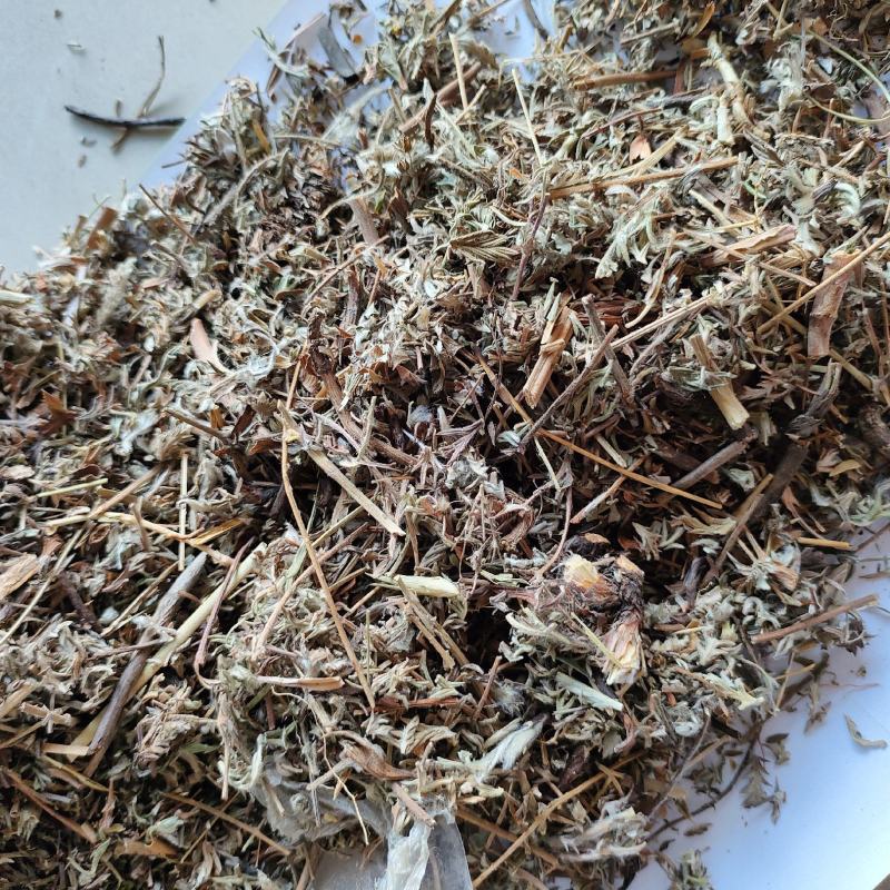 翻白草今年新货量多从优实物拍摄全国发货祥泰药材
