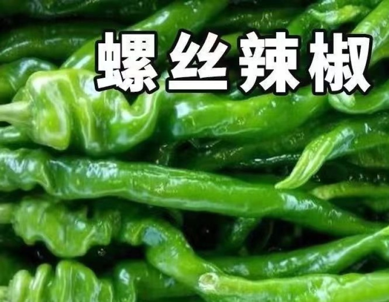 螺丝椒苗螺丝椒55号苗辣椒苗螺丝辣椒苗免费技术指导