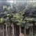 颠朴苗
