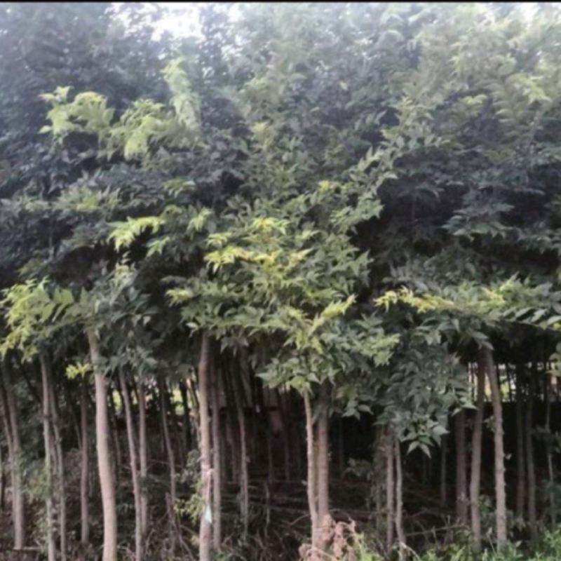 颠朴苗