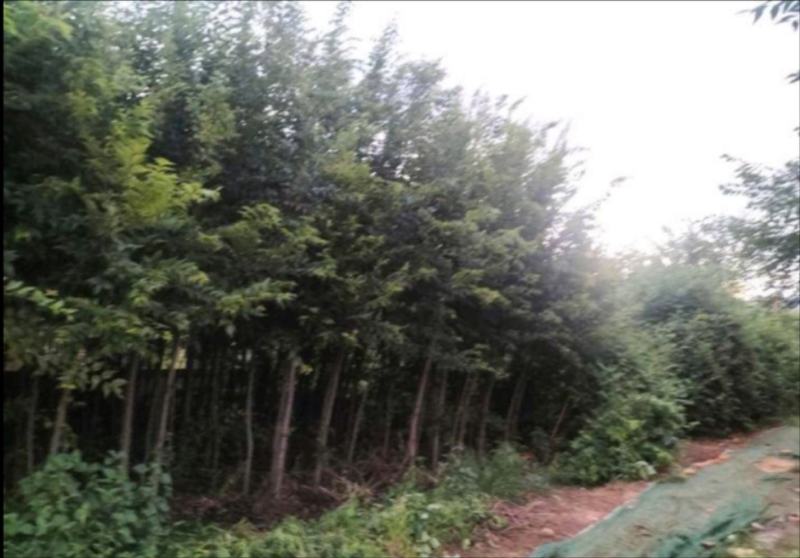 颠朴苗