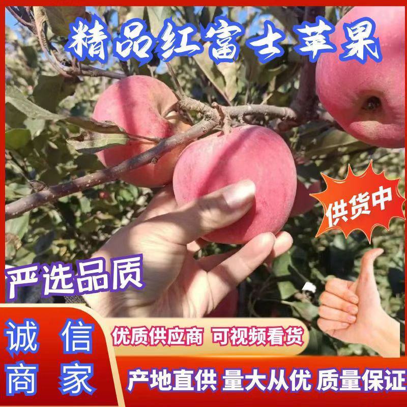 河北苹果纸袋富士苹果大量上市，质量好，欢迎客户咨询采购