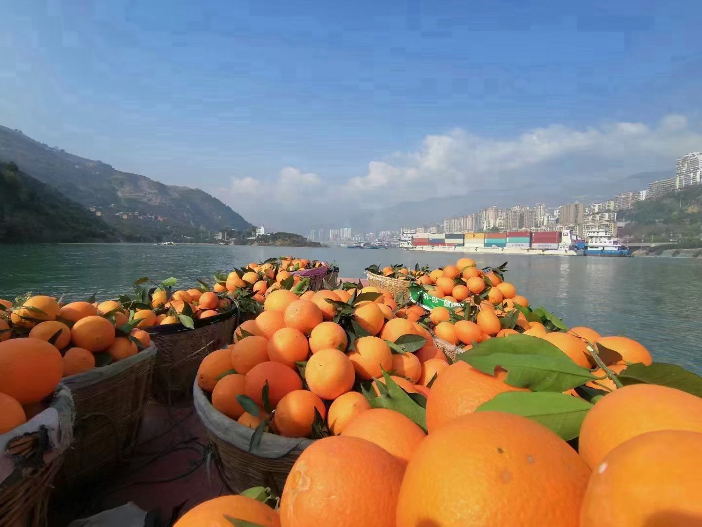 奉节脐橙采摘现场,农户正在采摘成熟的橙子,装箱准备发货 奉节脐橙采摘现场