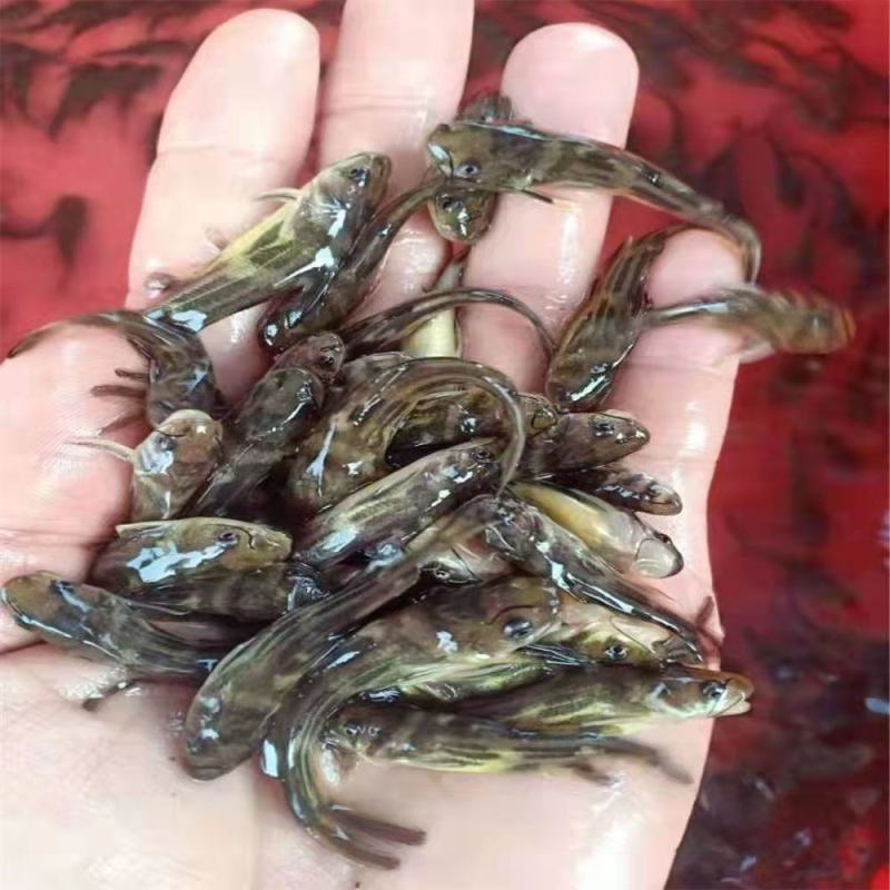 杂交全雄黄骨鱼苗黄颡鱼黄辣丁