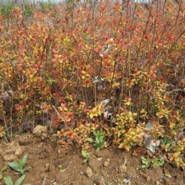 粉花绣线菊