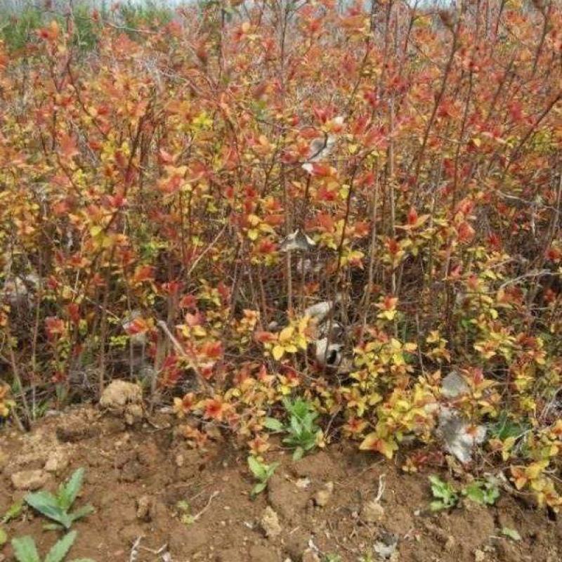 粉花绣线菊