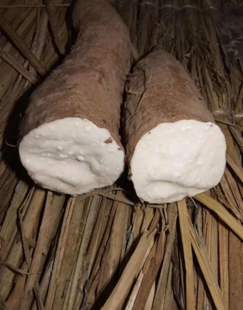 白哈密地瓜，产地一手货源，对接大型批发商，欢迎来电咨询