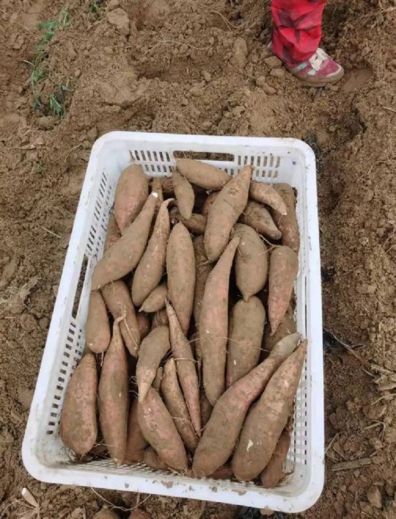 白哈密地瓜，产地一手货源，对接大型批发商，欢迎来电咨询