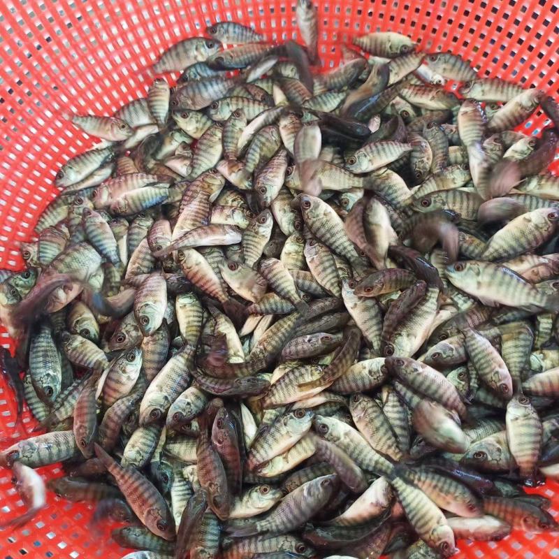 海南壹号罗非鱼苗非洲鲫福寿鱼