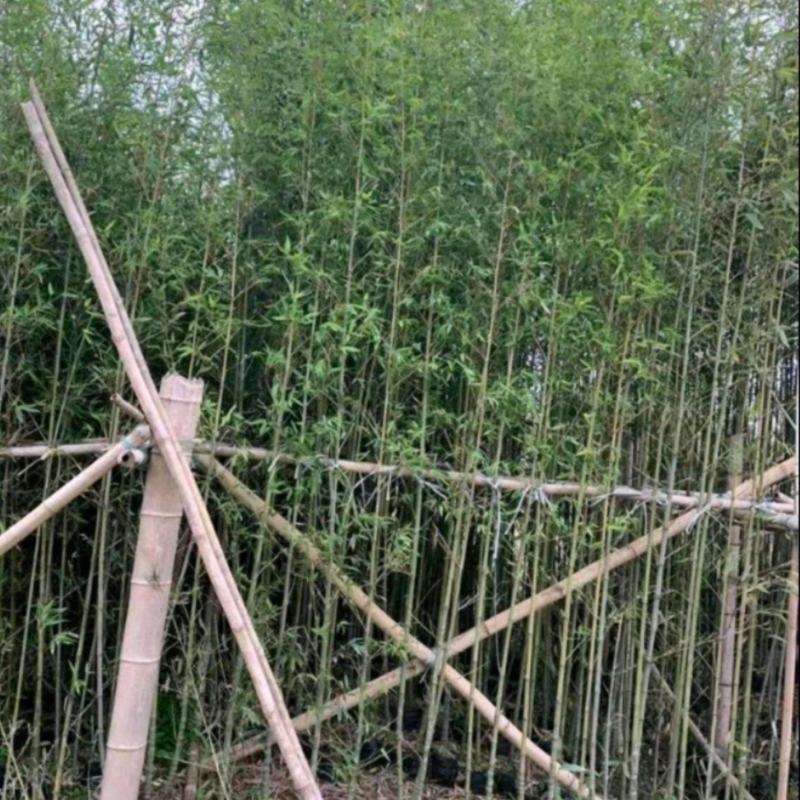 刚竹