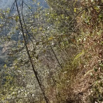 药材