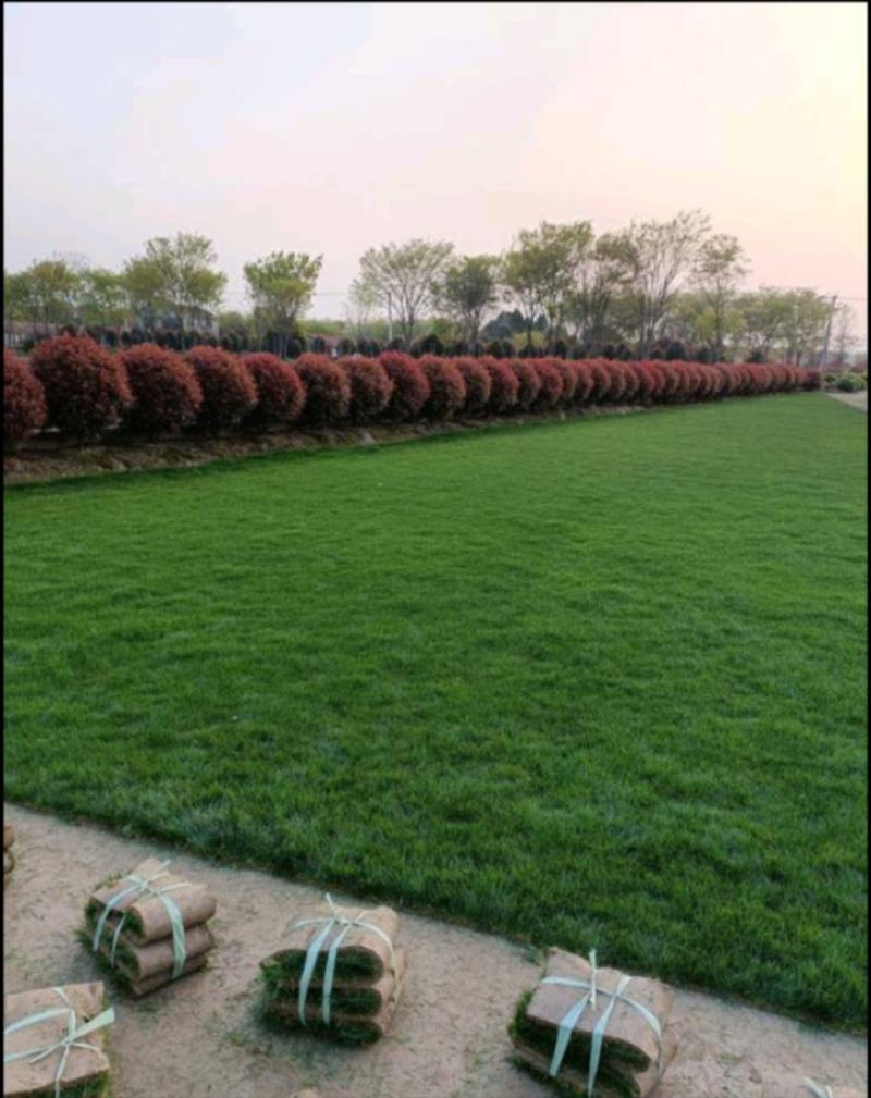 高羊茅