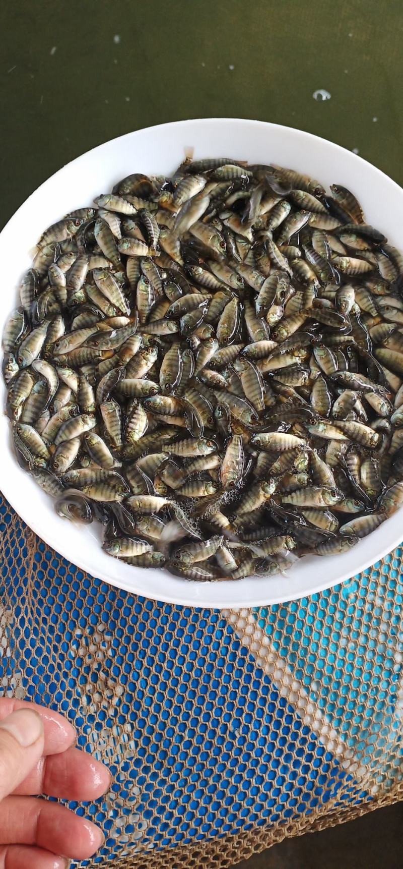 海南壹号罗非鱼苗非洲鲫福寿鱼