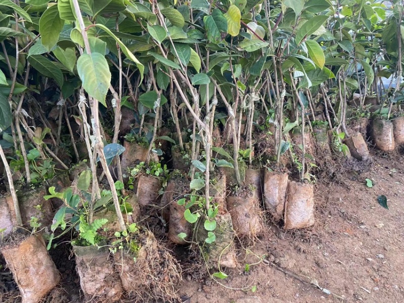 大果红花油茶嫁接苗，高40-55厘米，带原土