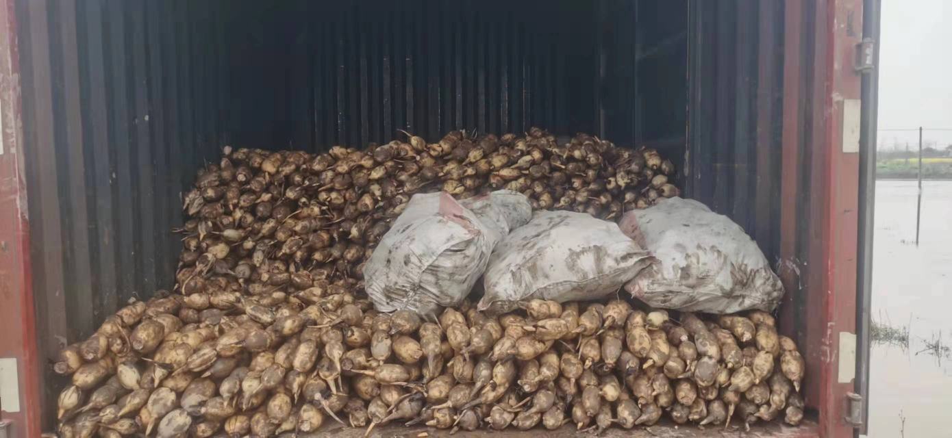 展示电商发货现场,工作人员正在打包白莲藕,准备发往全国各地 白莲藕电商包装发货现场