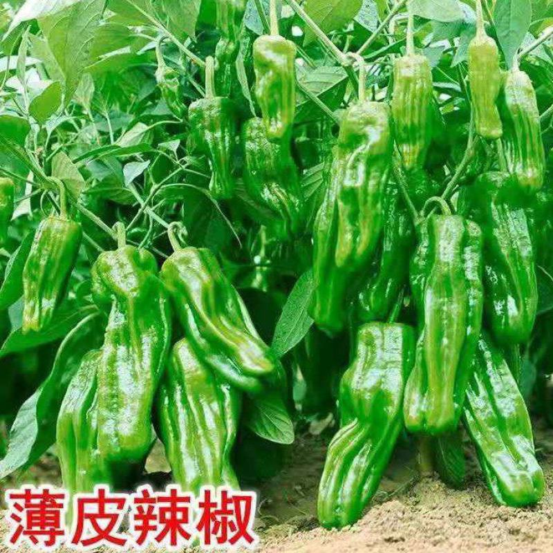 薄皮椒苗薄皮青椒苗薄皮辣椒苗虎皮青椒苗薄皮尖椒苗包回收