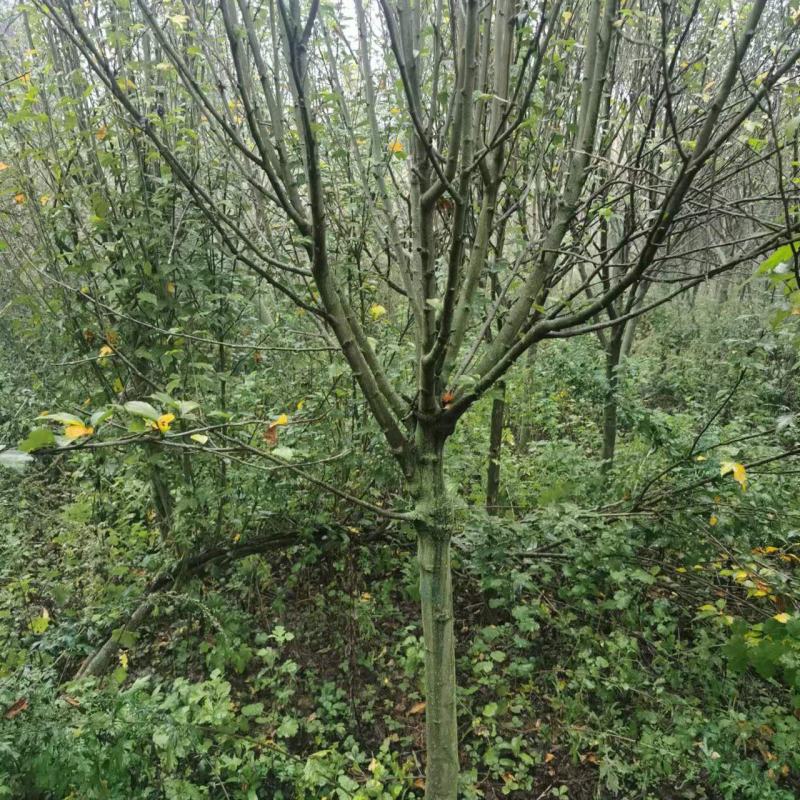 木槿玫瑰木槿4~8厘米木槿丛生木槿营养杯木槿苗