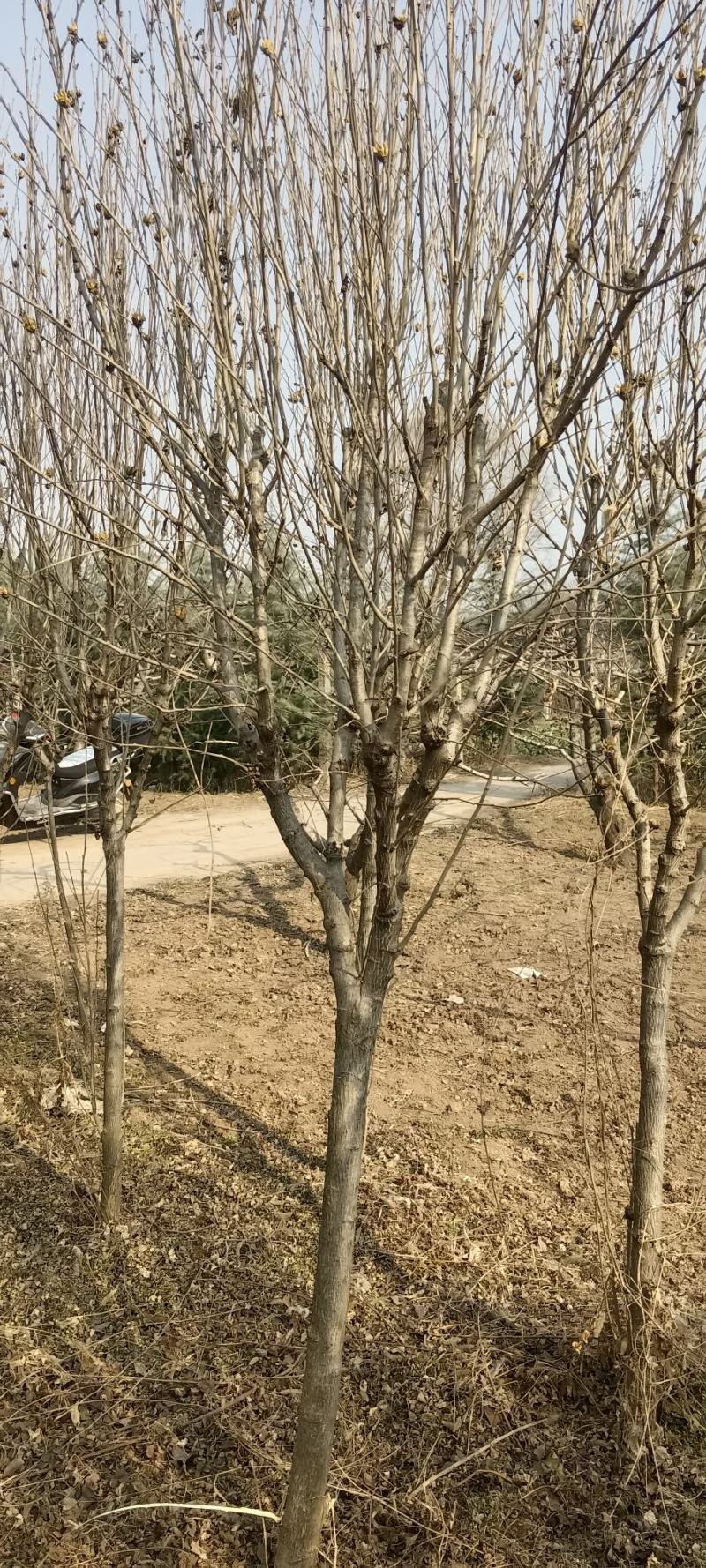 木槿玫瑰木槿4~8厘米木槿丛生木槿营养杯木槿苗