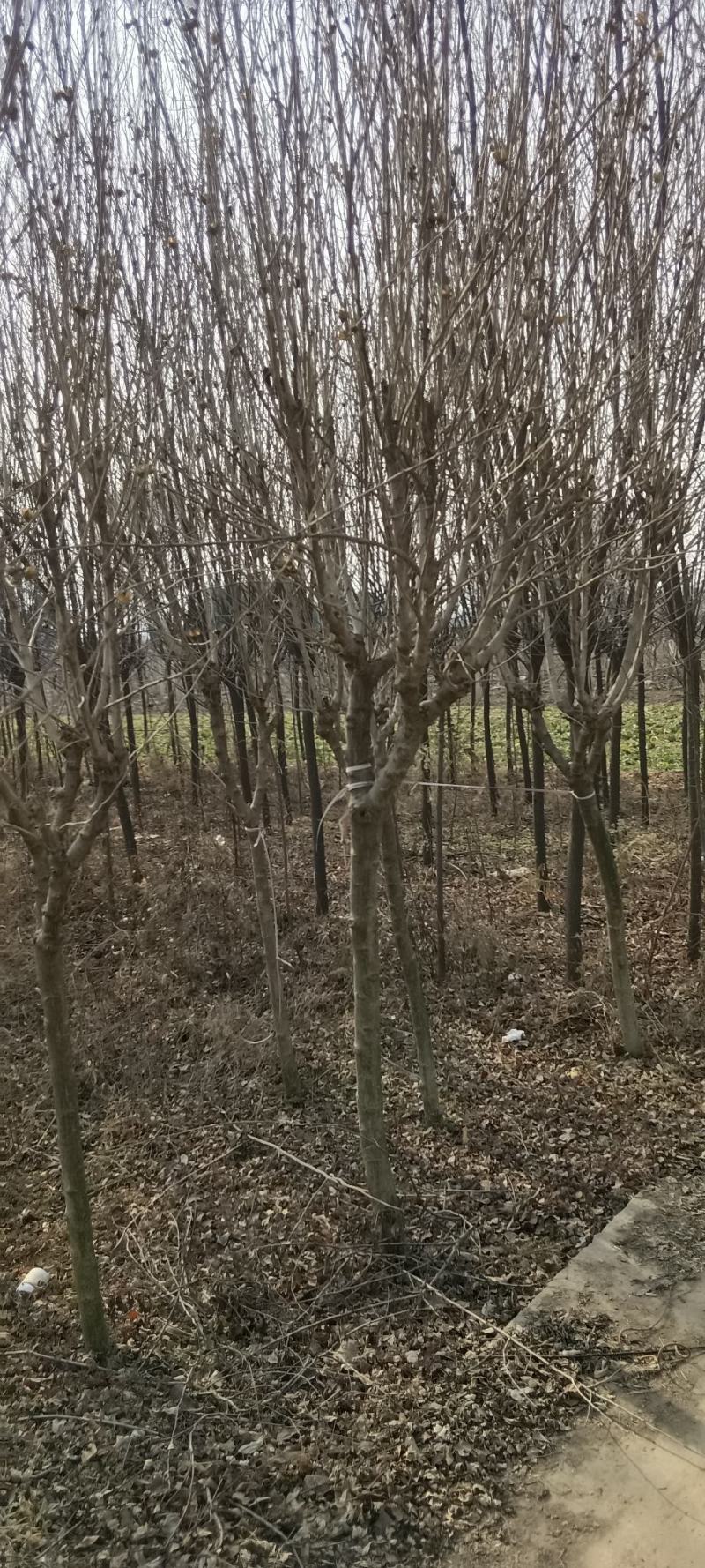 木槿玫瑰木槿4~8厘米木槿丛生木槿营养杯木槿苗