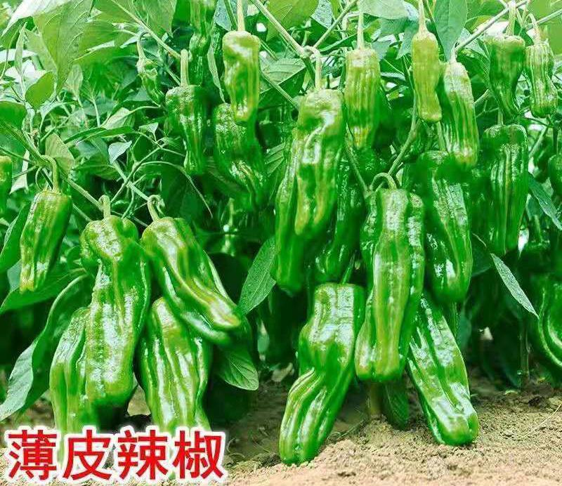 薄皮椒苗薄皮青椒苗薄皮辣椒苗虎皮青椒苗薄皮尖椒苗包回收