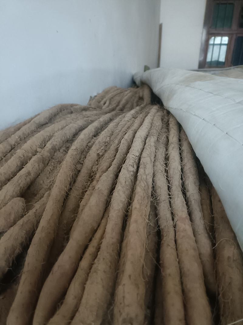 铁棍山药