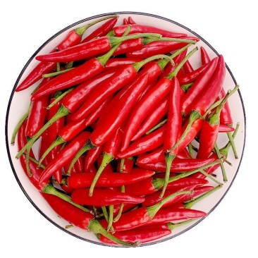 红泡椒苗蔬菜辣椒苗红辣椒苗免费技术指导包回收