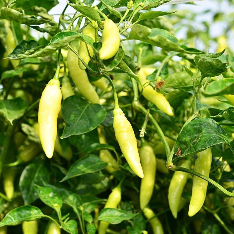 红泡椒苗蔬菜辣椒苗红辣椒苗免费技术指导包回收