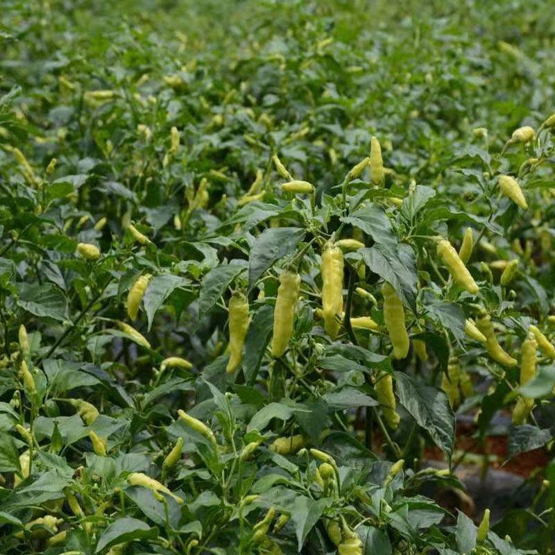 红泡椒苗蔬菜辣椒苗红辣椒苗免费技术指导包回收