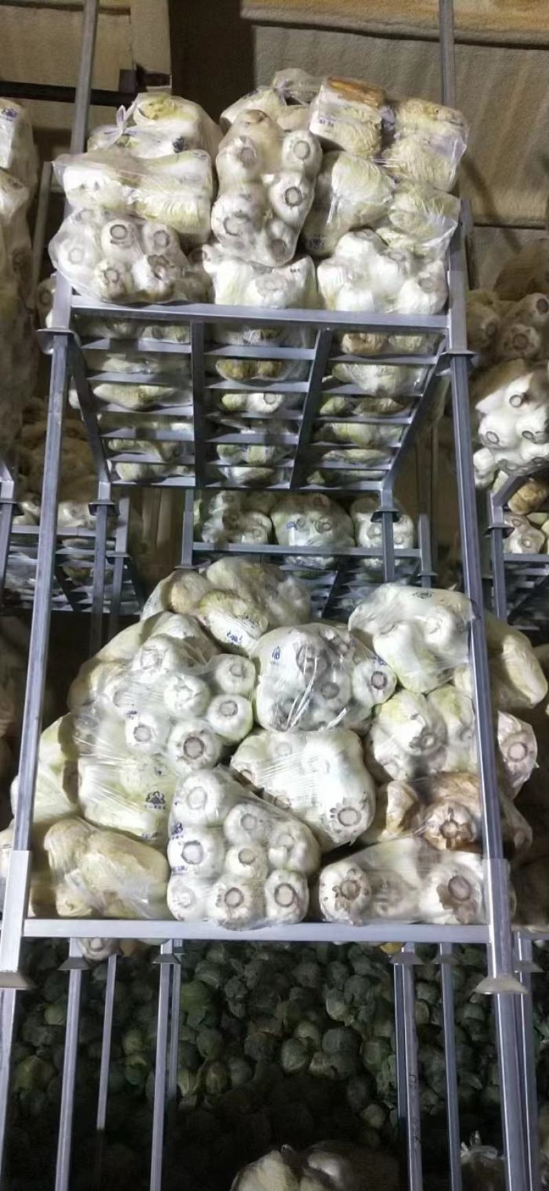 内蒙古玲珑黄白菜随行就市现摘现发商超品质