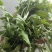 野生荠菜，野菜，特菜，量大，产地直发，代发全国！