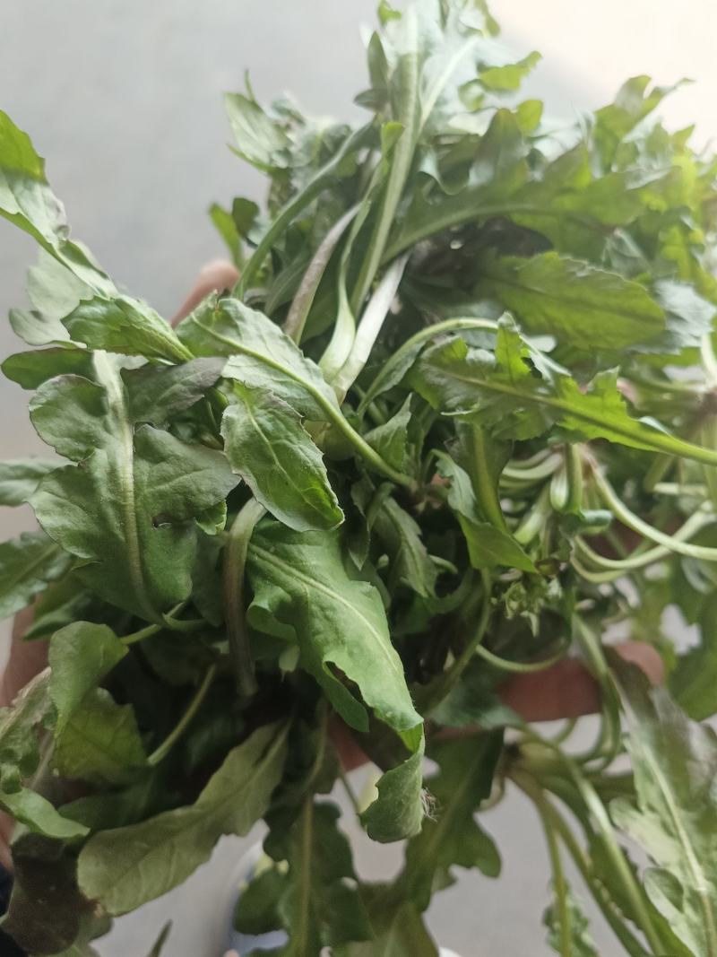 野生荠菜，野菜，特菜，量大，产地直发，代发全国！