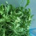 野生荠菜，野菜，特菜，量大，产地直发，代发全国！