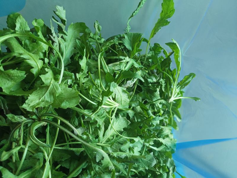 野生荠菜，野菜，特菜，量大，产地直发，代发全国！