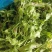 野生荠菜，野菜，特菜，量大，产地直发，代发全国！