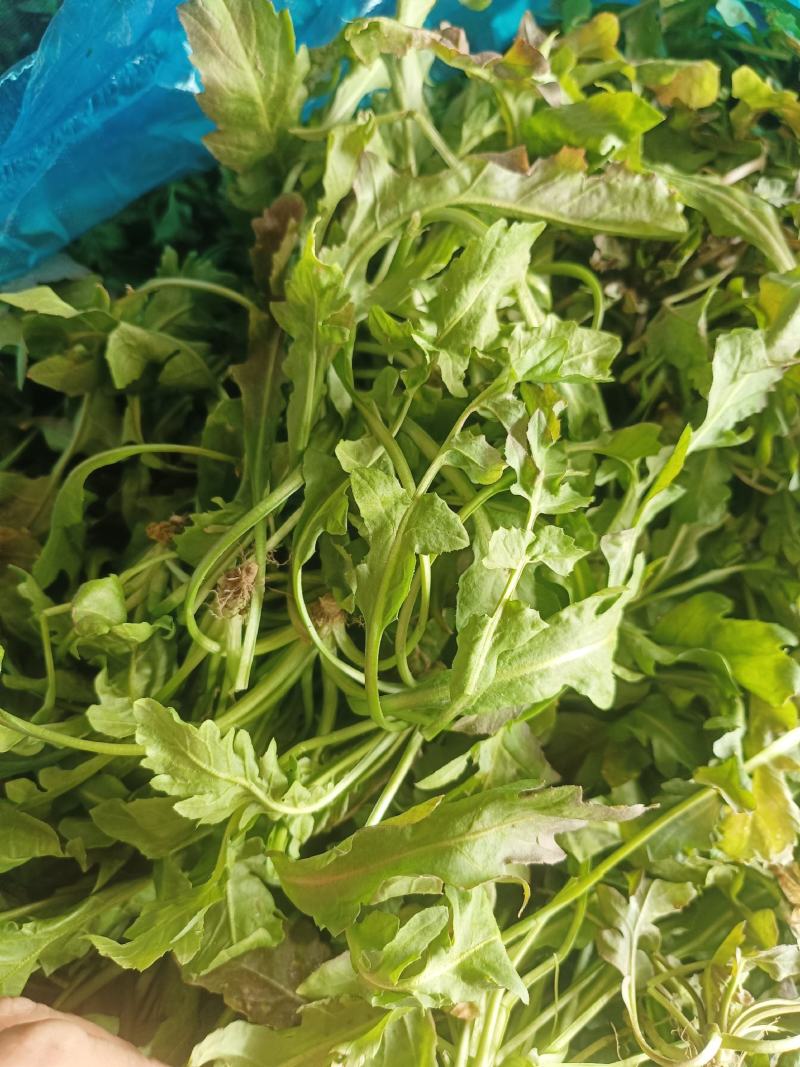 野生荠菜，野菜，特菜，量大，产地直发，代发全国！