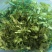 野生荠菜，野菜，特菜，量大，产地直发，代发全国！