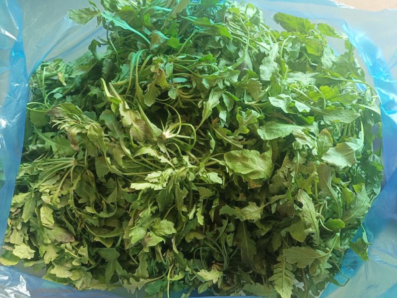 野生荠菜，野菜，特菜，量大，产地直发，代发全国！