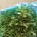 野生荠菜，野菜，特菜，量大，产地直发，代发全国！