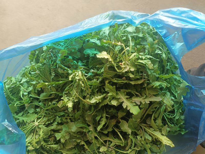 野生荠菜，野菜，特菜，量大，产地直发，代发全国！