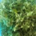野生荠菜，野菜，特菜，量大，产地直发，代发全国！