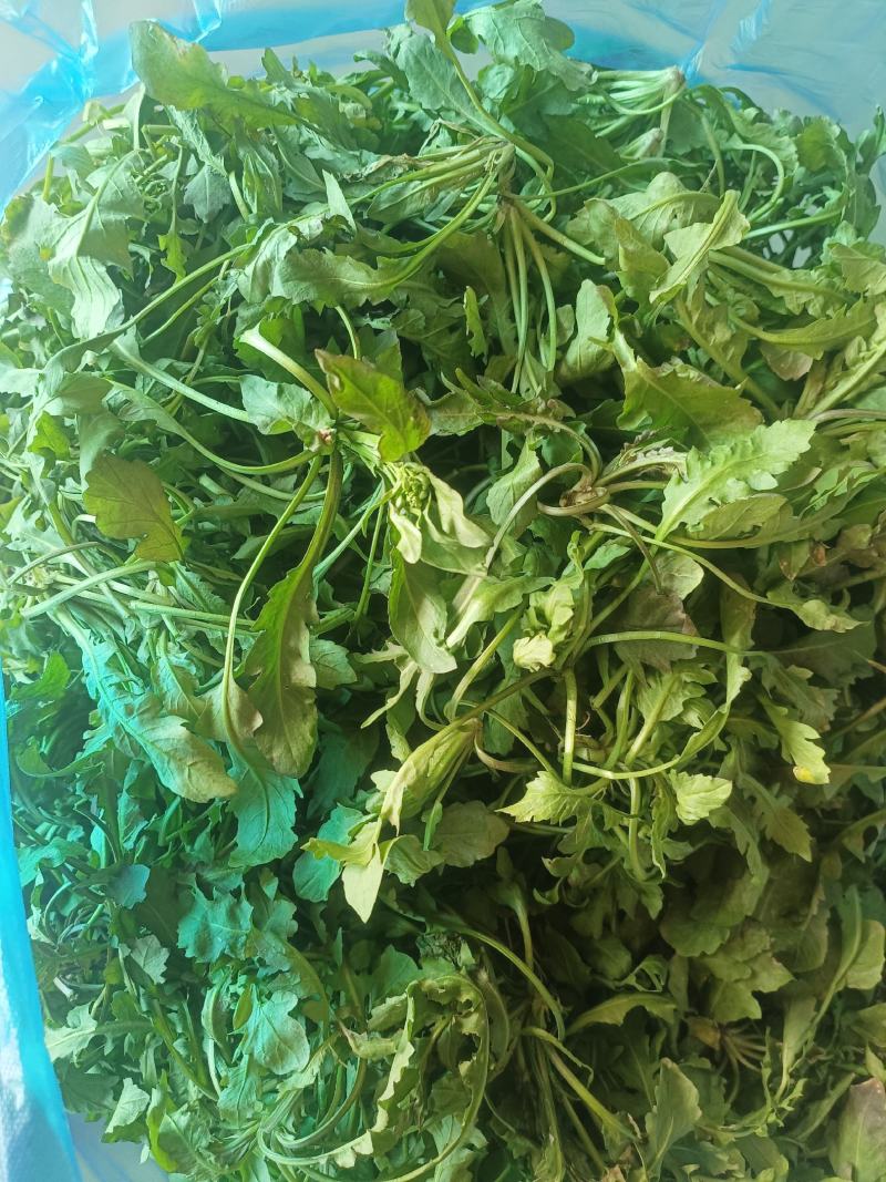 野生荠菜，野菜，特菜，量大，产地直发，代发全国！