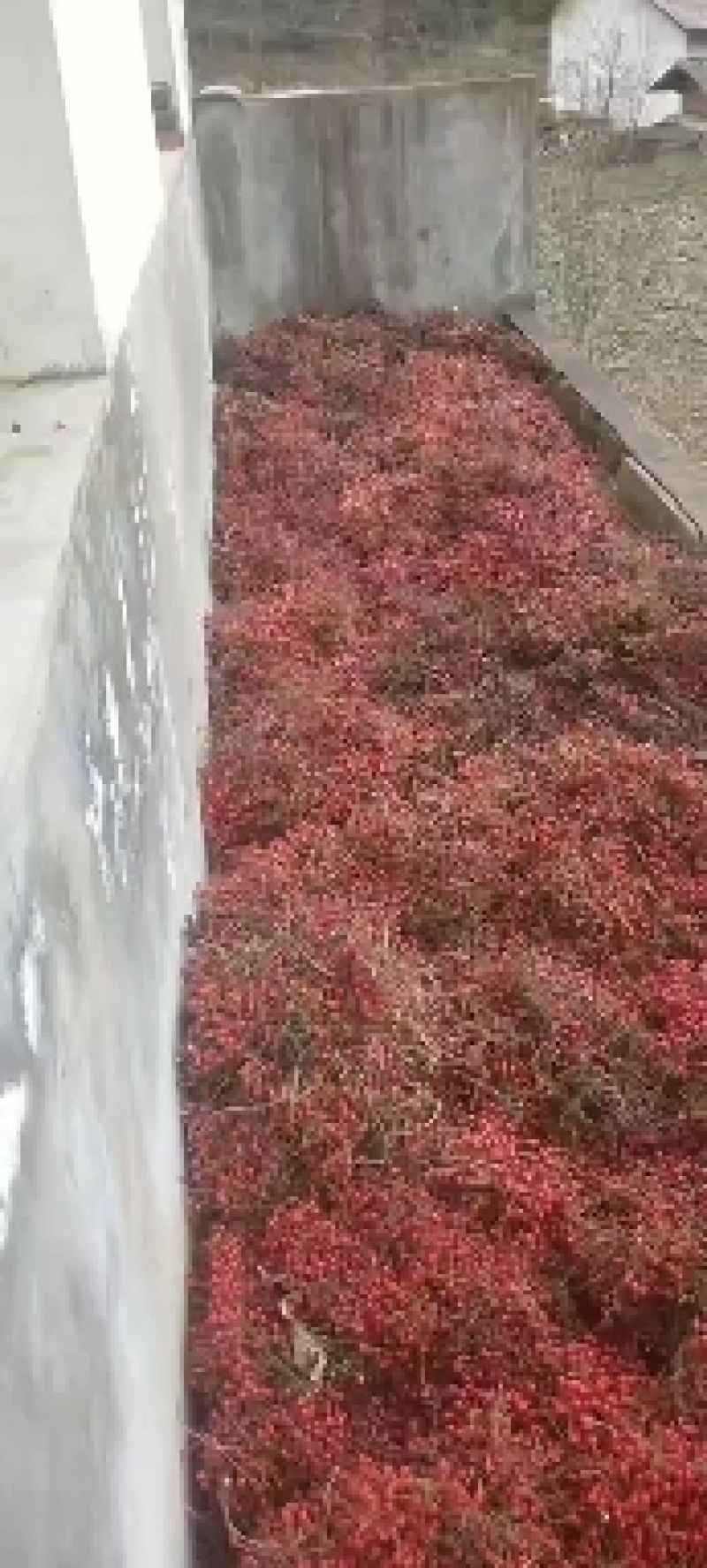 山桐子种孑