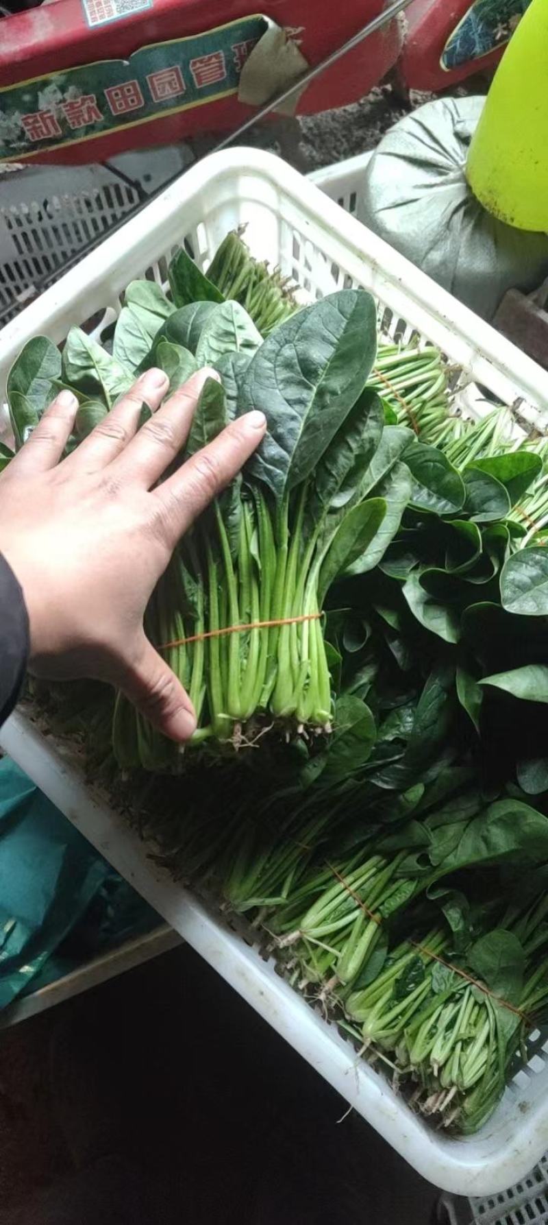 大叶菠菜基地大棚货源充，规格多样，欢迎电联采购