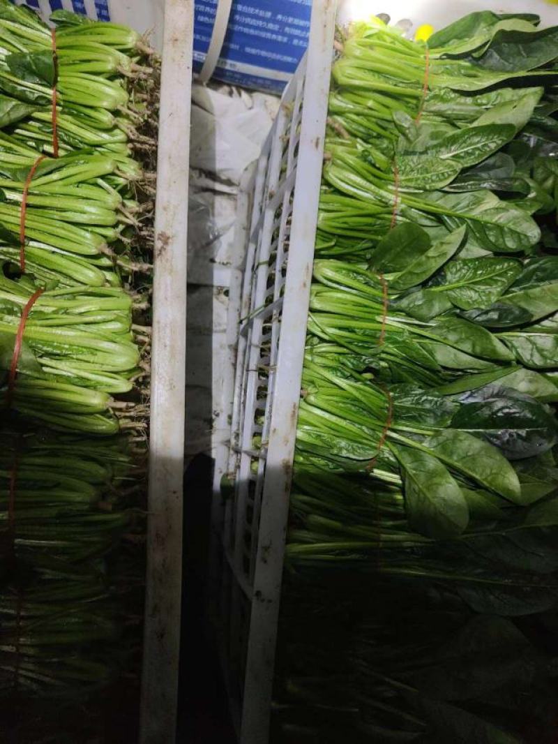 大叶菠菜基地大棚货源充，规格多样，欢迎电联采购