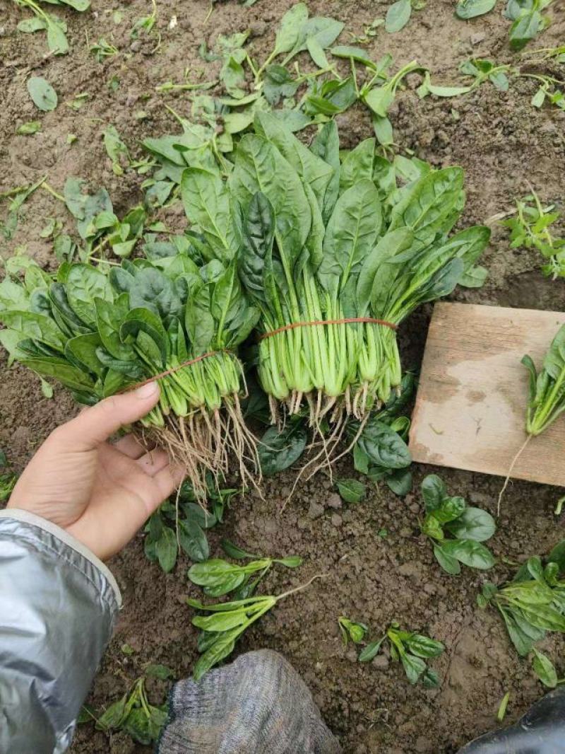 大叶菠菜基地大棚货源充，规格多样，欢迎电联采购