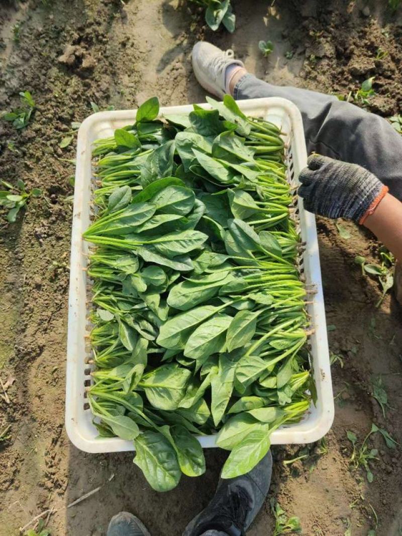 大叶菠菜基地大棚货源充，规格多样，欢迎电联采购