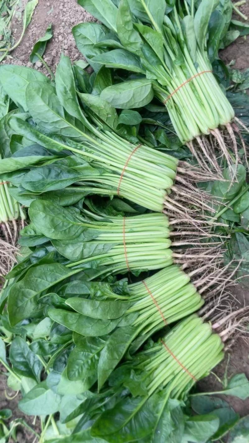 大叶菠菜基地大棚货源充，规格多样，欢迎电联采购