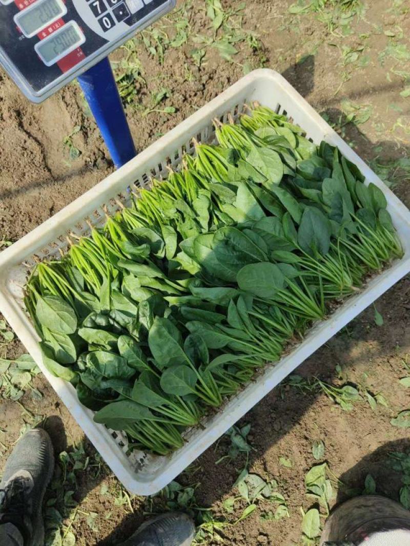 大叶菠菜基地大棚货源充，规格多样，欢迎电联采购