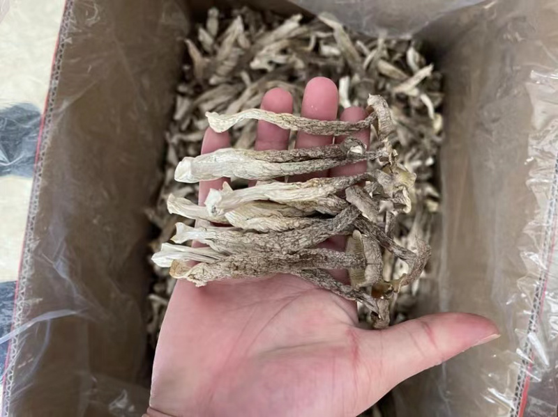 鹿茸菇（新货）直播专享、各种规格齐全、量大从优