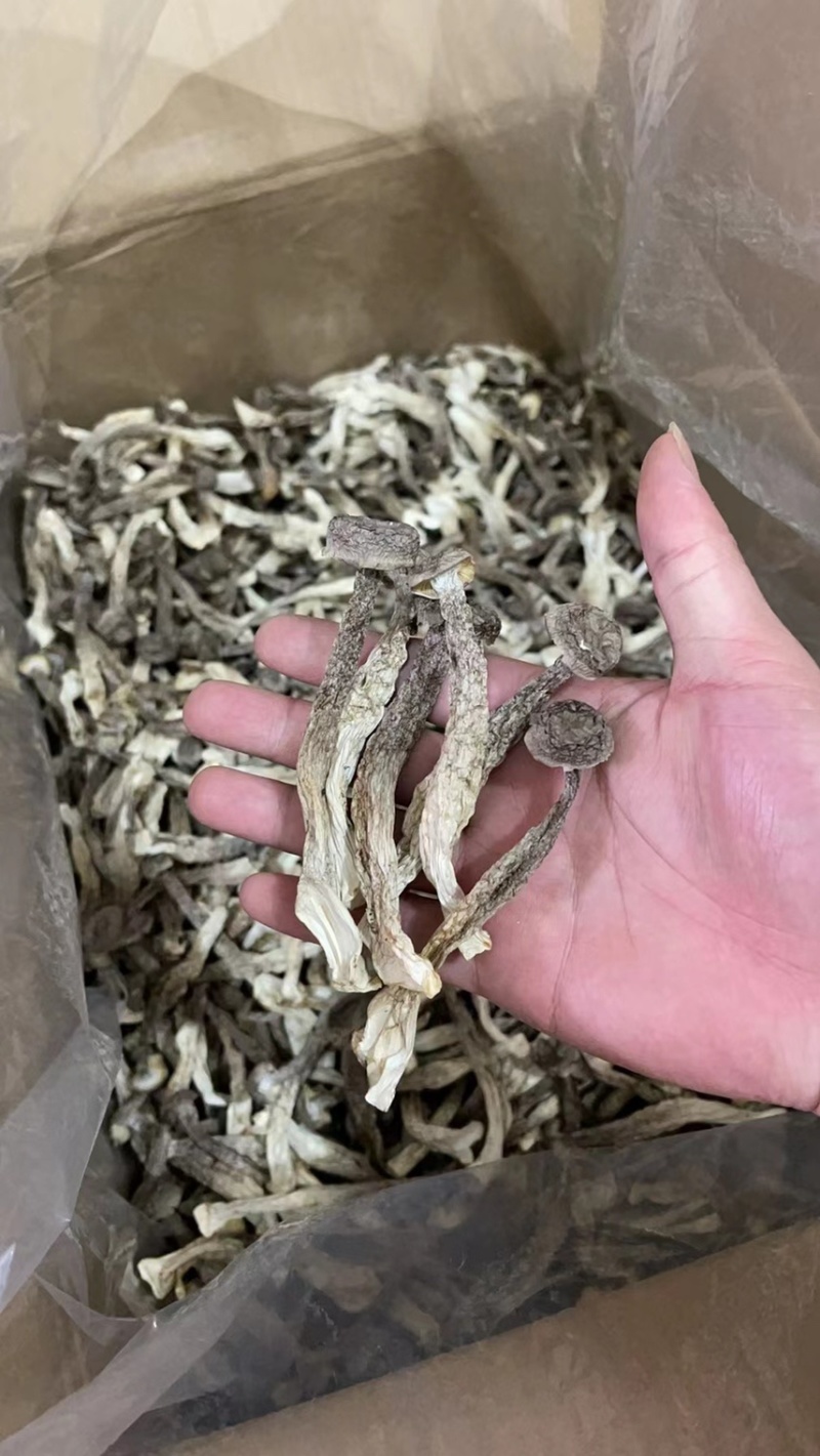 鹿茸菇（新货）直播专享、各种规格齐全、量大从优
